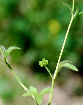 Fotografia 14 da espécie Ranunculus parviflorus no Jardim Botânico UTAD