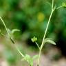 Fotografia 14 da espécie Ranunculus parviflorus do Jardim Botânico UTAD