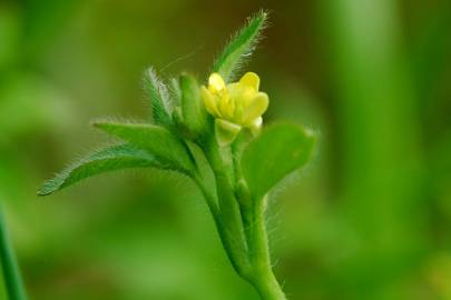 Fotografia da espécie Ranunculus parviflorus