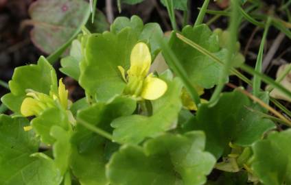 Fotografia da espécie Ranunculus parviflorus