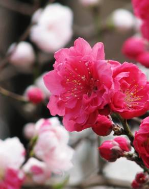 Fotografia 1 da espécie Prunus persica no Jardim Botânico UTAD