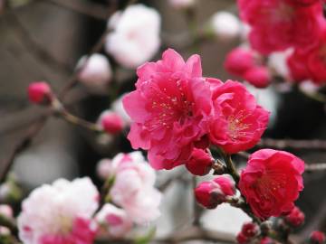 Fotografia da espécie Prunus persica