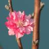 Fotografia 4 da espécie Prunus persica do Jardim Botânico UTAD