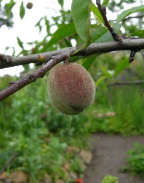 Fotografia 6 da espécie Prunus persica no Jardim Botânico UTAD