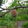 Fotografia 6 da espécie Prunus persica do Jardim Botânico UTAD