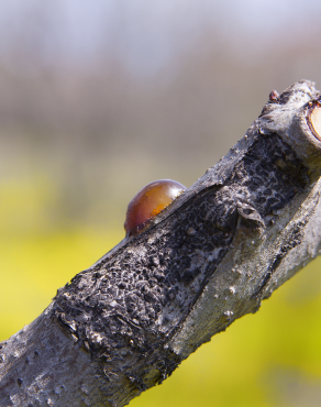 Fotografia 7 da espécie Prunus persica no Jardim Botânico UTAD