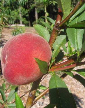 Fotografia 8 da espécie Prunus persica no Jardim Botânico UTAD