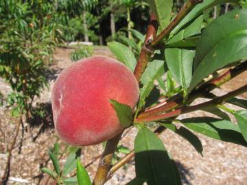 Fotografia da espécie Prunus persica