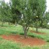 Fotografia 9 da espécie Prunus persica do Jardim Botânico UTAD