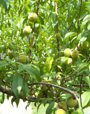 Fotografia 10 da espécie Prunus persica no Jardim Botânico UTAD