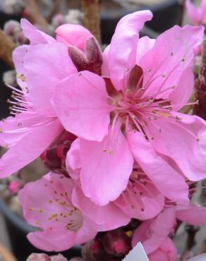 Fotografia 12 da espécie Prunus persica no Jardim Botânico UTAD