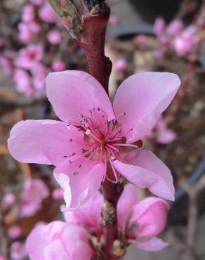 Fotografia 13 da espécie Prunus persica no Jardim Botânico UTAD