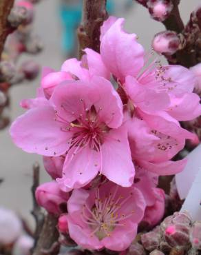 Fotografia 16 da espécie Prunus persica no Jardim Botânico UTAD