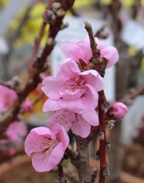 Fotografia 17 da espécie Prunus persica no Jardim Botânico UTAD