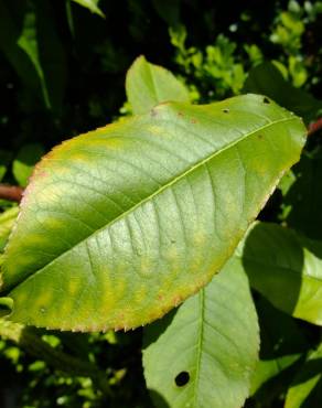 Fotografia 18 da espécie Prunus persica no Jardim Botânico UTAD