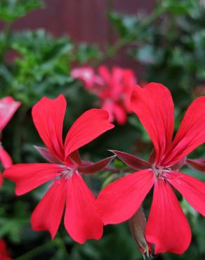 Fotografia 4 da espécie Pelargonium peltatum no Jardim Botânico UTAD