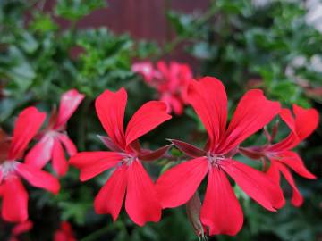 Fotografia da espécie Pelargonium peltatum