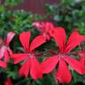 Fotografia 4 da espécie Pelargonium peltatum do Jardim Botânico UTAD