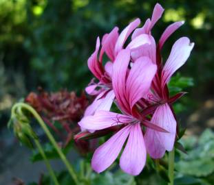 Fotografia da espécie Pelargonium peltatum