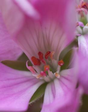 Fotografia 6 da espécie Pelargonium peltatum no Jardim Botânico UTAD