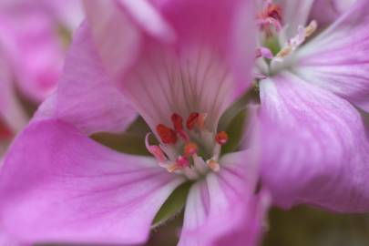 Fotografia da espécie Pelargonium peltatum