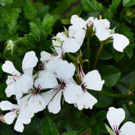 Fotografia da espécie Pelargonium peltatum