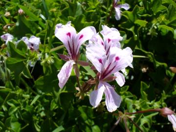 Fotografia da espécie Pelargonium peltatum