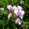 Fotografia 8 da espécie Pelargonium peltatum do Jardim Botânico UTAD