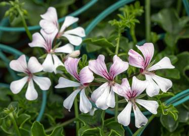 Fotografia da espécie Pelargonium peltatum