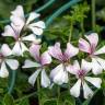 Fotografia 9 da espécie Pelargonium peltatum do Jardim Botânico UTAD