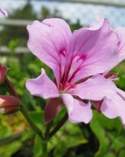 Fotografia da espécie Pelargonium peltatum