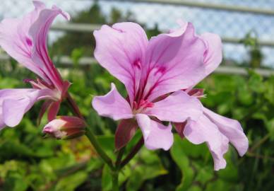 Fotografia da espécie Pelargonium peltatum