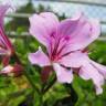 Fotografia 1 da espécie Pelargonium peltatum do Jardim Botânico UTAD