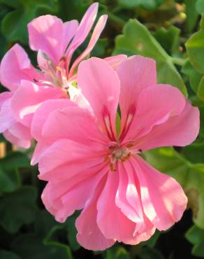 Fotografia 10 da espécie Pelargonium peltatum no Jardim Botânico UTAD