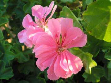 Fotografia da espécie Pelargonium peltatum