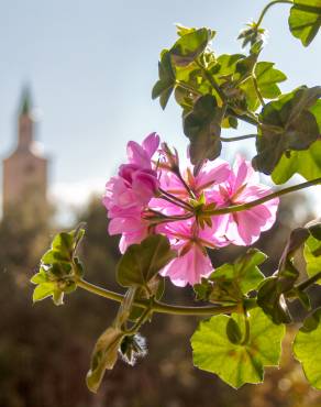 Fotografia 11 da espécie Pelargonium peltatum no Jardim Botânico UTAD