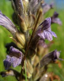 Fotografia da espécie Orobanche purpurea