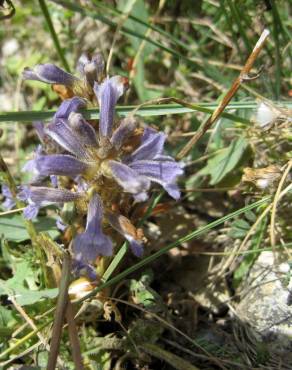 Fotografia 4 da espécie Orobanche purpurea no Jardim Botânico UTAD