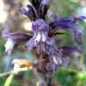 Fotografia 5 da espécie Orobanche purpurea do Jardim Botânico UTAD