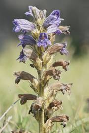 Fotografia da espécie Orobanche purpurea