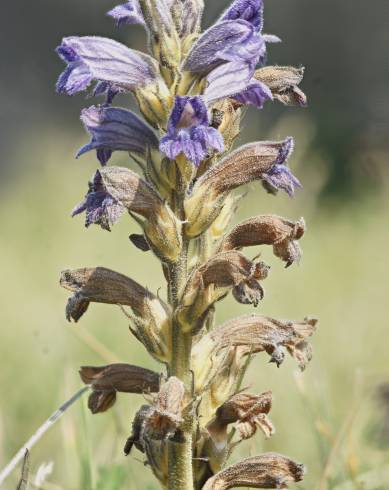 Fotografia de capa Orobanche purpurea - do Jardim Botânico