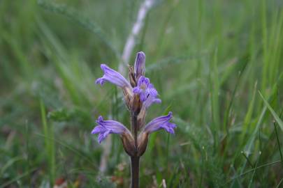 Fotografia da espécie Orobanche purpurea