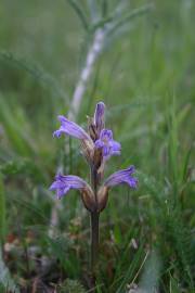 Fotografia da espécie Orobanche purpurea