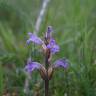 Fotografia 7 da espécie Orobanche purpurea do Jardim Botânico UTAD