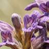 Fotografia 9 da espécie Orobanche purpurea do Jardim Botânico UTAD