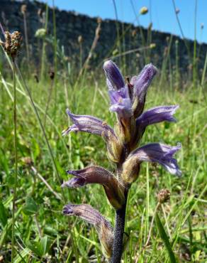 Fotografia 10 da espécie Orobanche purpurea no Jardim Botânico UTAD