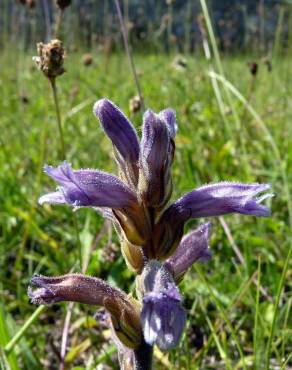 Fotografia 11 da espécie Orobanche purpurea no Jardim Botânico UTAD