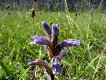 Fotografia da espécie Orobanche purpurea