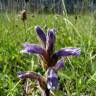 Fotografia 11 da espécie Orobanche purpurea do Jardim Botânico UTAD