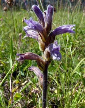 Fotografia 12 da espécie Orobanche purpurea no Jardim Botânico UTAD